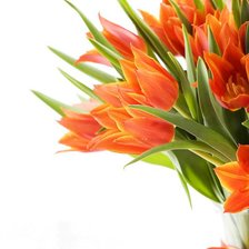 Оригинал схемы вышивки «оранжевые тюльпаны» (№1054753)