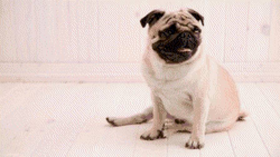 мопс - друг, животное, собака - предпросмотр