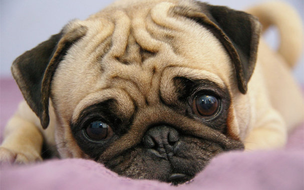 мопсик - животное, собака, друг - оригинал