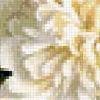 Предпросмотр схемы вышивки «Пионы великолепные» (№1055098)