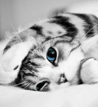 котик - коты, животные - оригинал