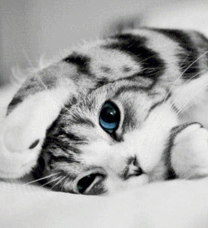 котик - коты, животные - предпросмотр