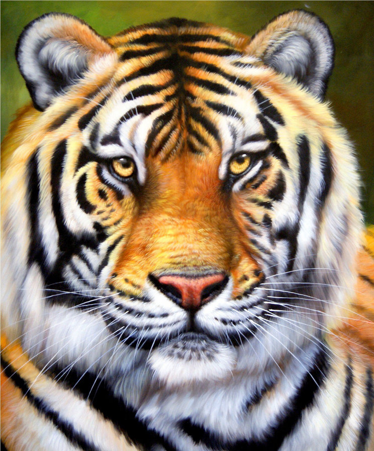Тигр - природа, тигр, дикая кошка, животные - оригинал