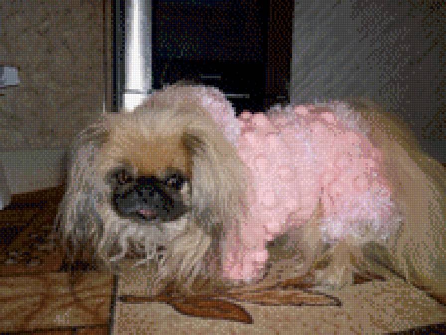 Соня - предпросмотр