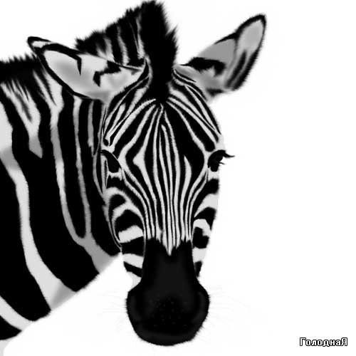 Зебра - зебра, смотрит - оригинал