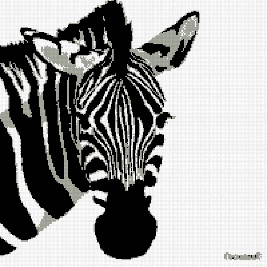 Зебра - смотрит, зебра - предпросмотр