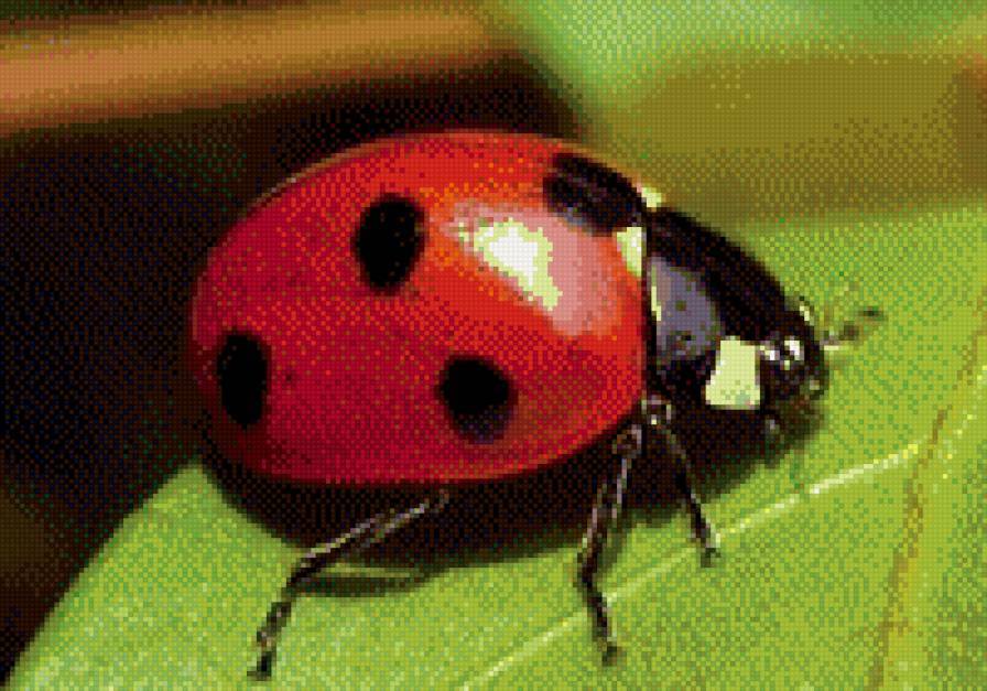 божья коровка - предпросмотр