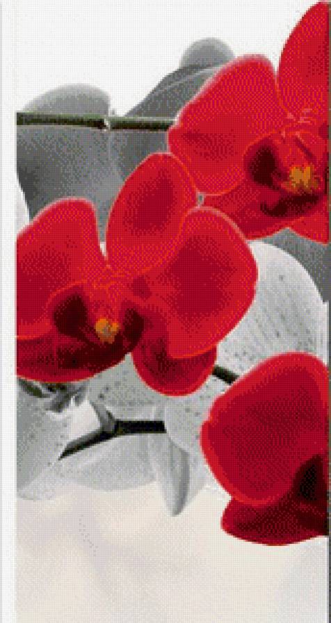 орхидеи часть2 - предпросмотр