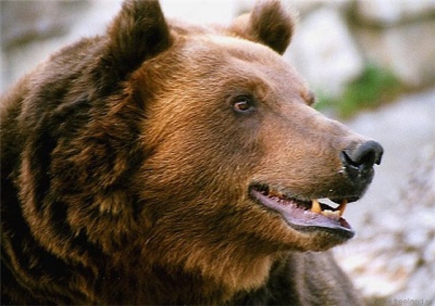медведь - медведь, животные - оригинал