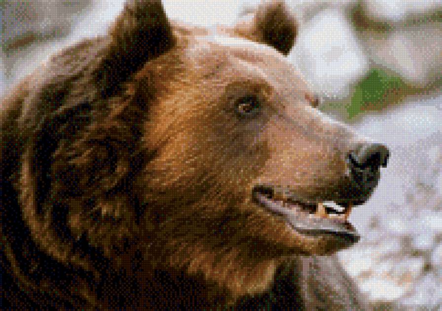 медведь - животные, медведь - предпросмотр