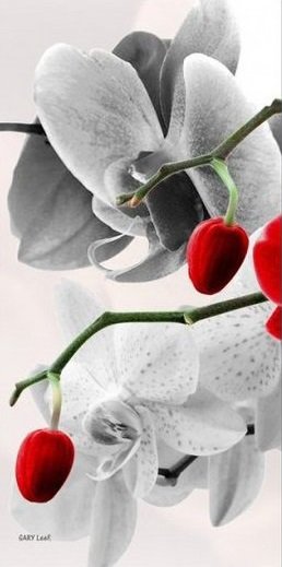 орхидеи часть1б - оригинал