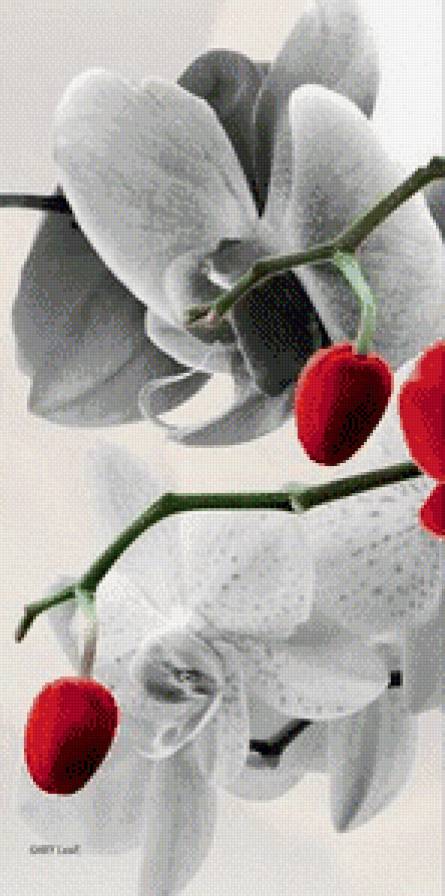 орхидеи часть1б - предпросмотр