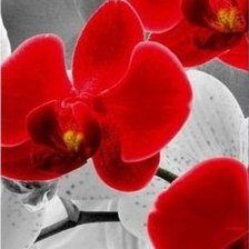 Схема вышивки «орхидеи часть2б»