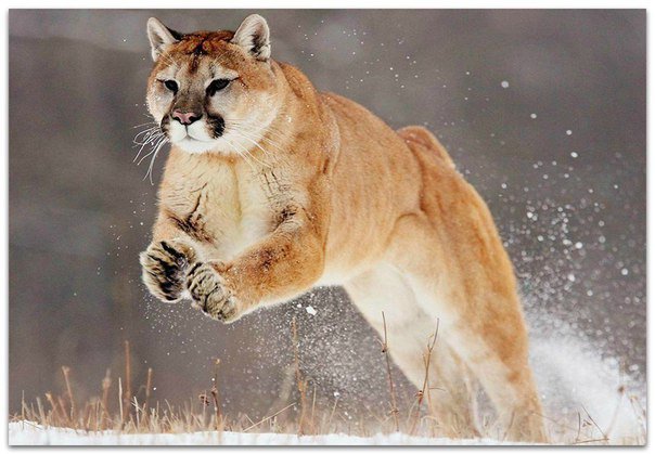 Прыжок пумы - кошка, пума, животные - оригинал