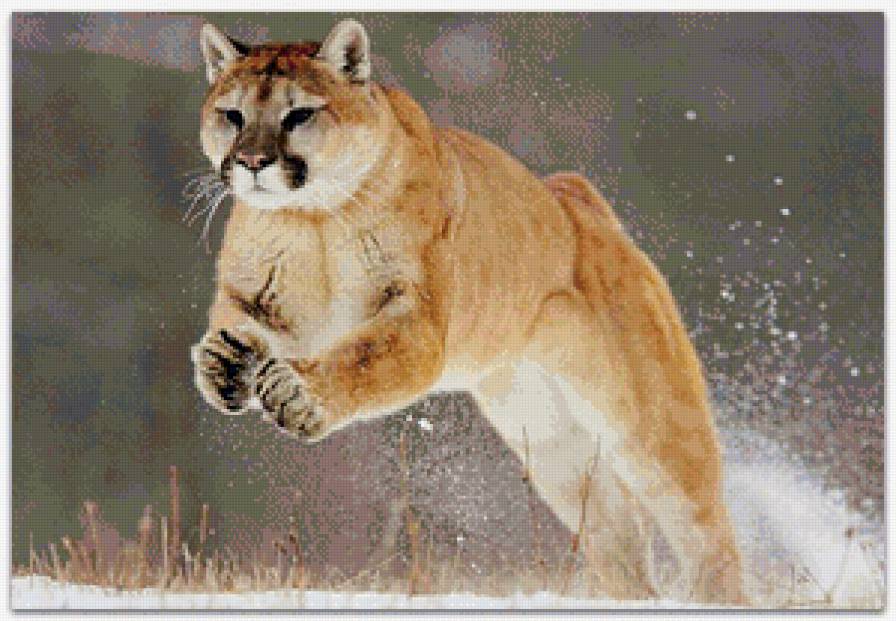 Прыжок пумы - пума, животные, кошка - предпросмотр