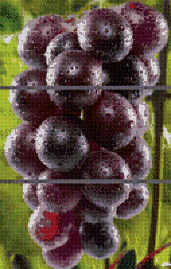 гроздь винограда - виноргад - предпросмотр