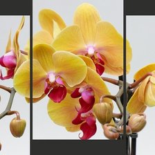 Схема вышивки «орхидея»