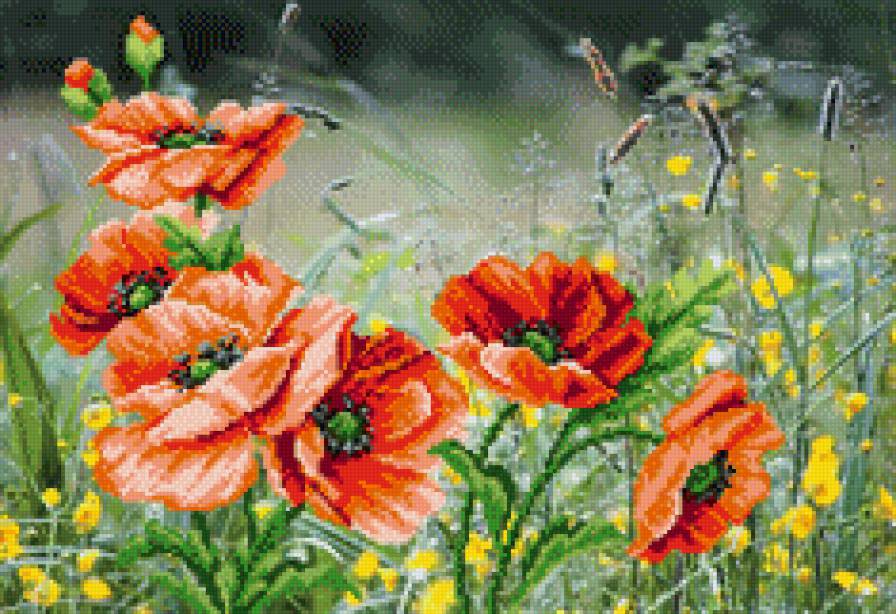 ц - маки - предпросмотр