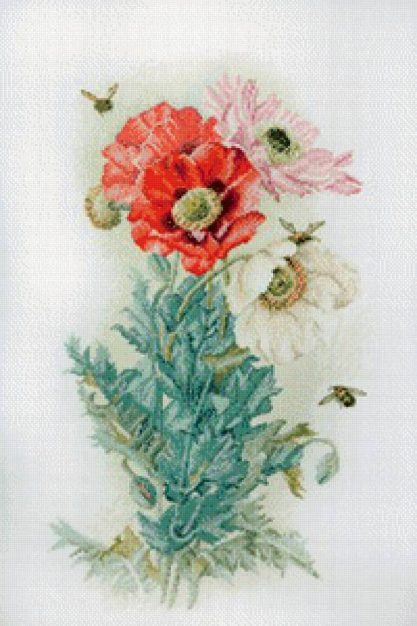 цветы - анемоны - предпросмотр