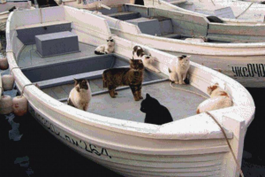 Балаклавские котики - море, лодки, коты - предпросмотр