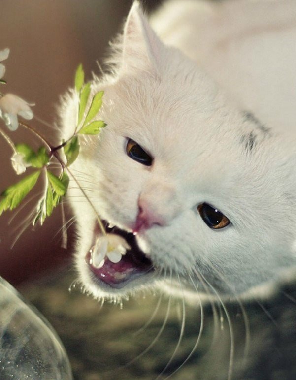 Клубничка - это вкусно! - кошка, цветок, клубника - оригинал