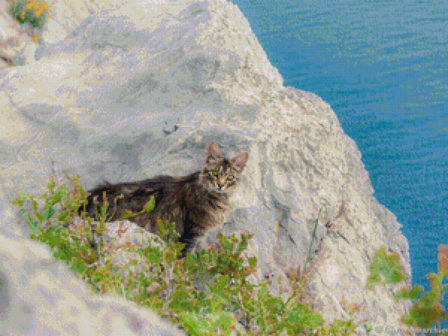 Крымский горный кот. Обыкновенный. - море, горы, кот - предпросмотр