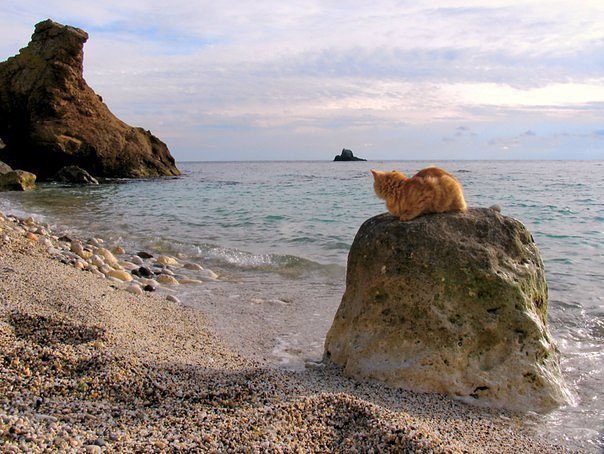 На отдыхе. - море, крым, скалы, кот, галька - оригинал