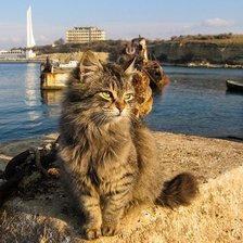 Севастопольский кот