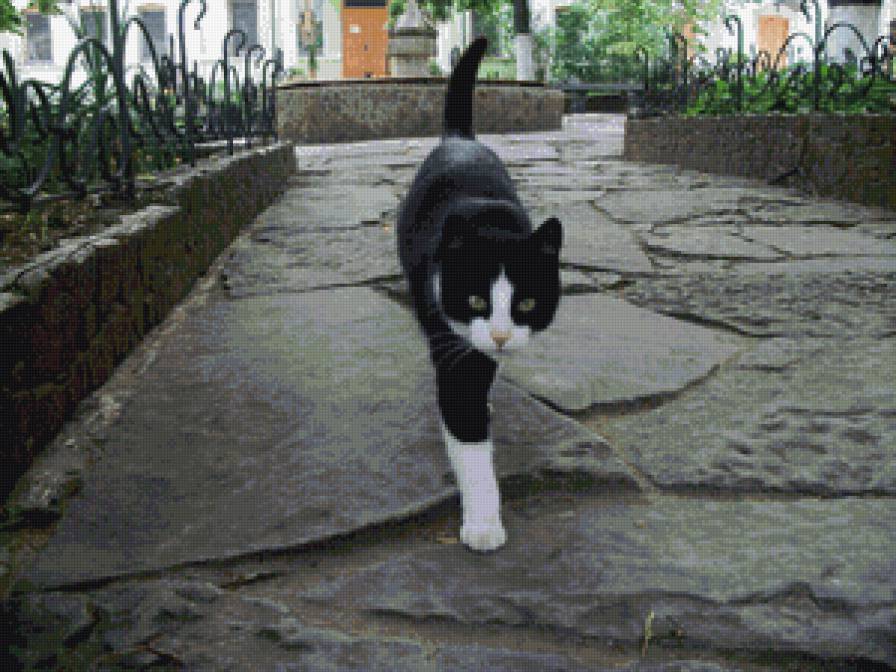 Хозяин идет - брусчатка, аллея, кот - предпросмотр