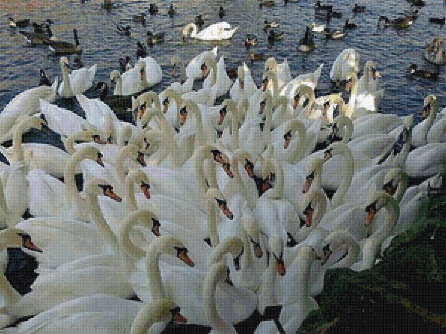 Лебеди - евпатория, озеро, птицы, крым - предпросмотр