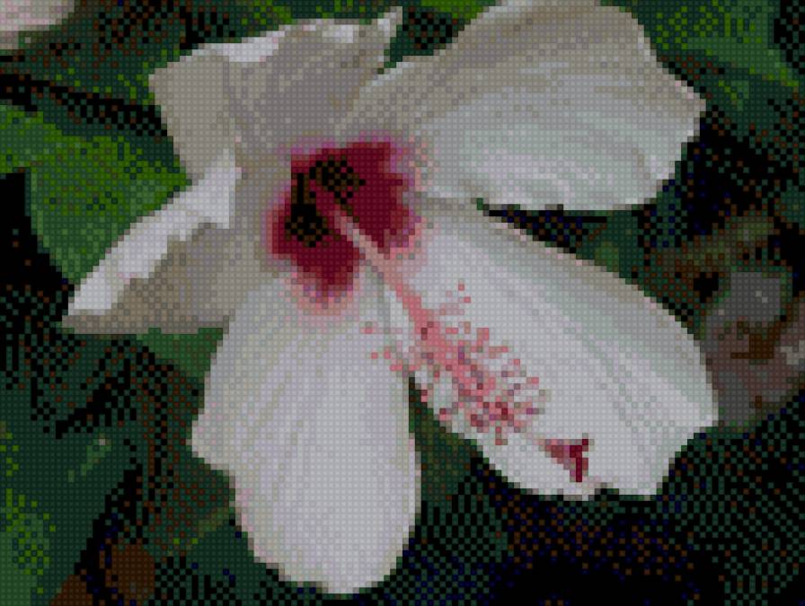 Гибискус - предпросмотр