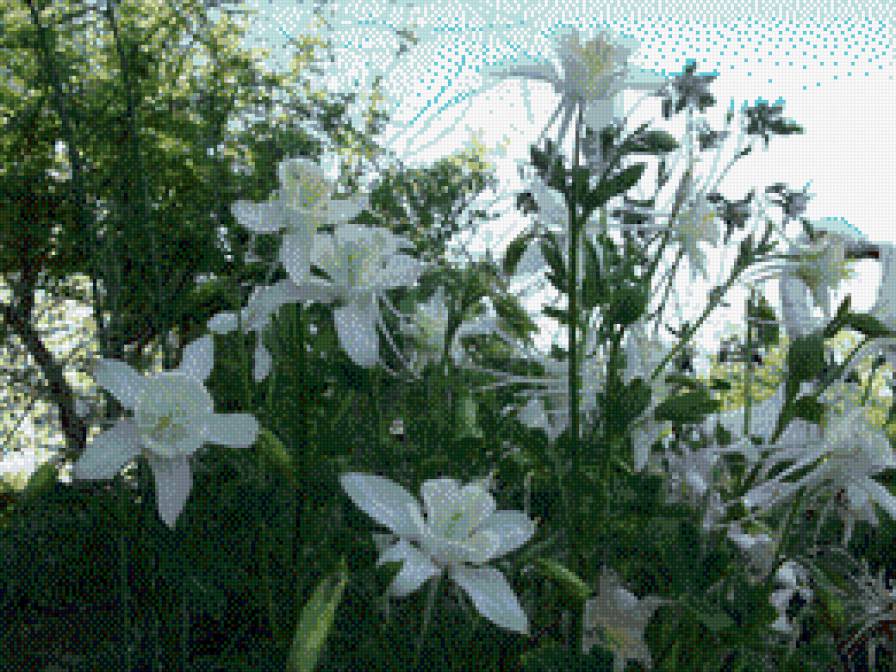 аквилегия в саду - сад, клумба, водосбор, цветы, аквилегия - предпросмотр