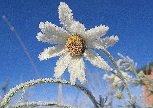 Ромашка - цветок, иней, заморозки - оригинал