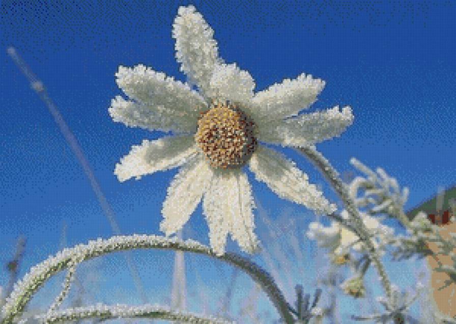 Ромашка - заморозки, иней, цветок - предпросмотр