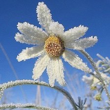 Схема вышивки «Ромашка»