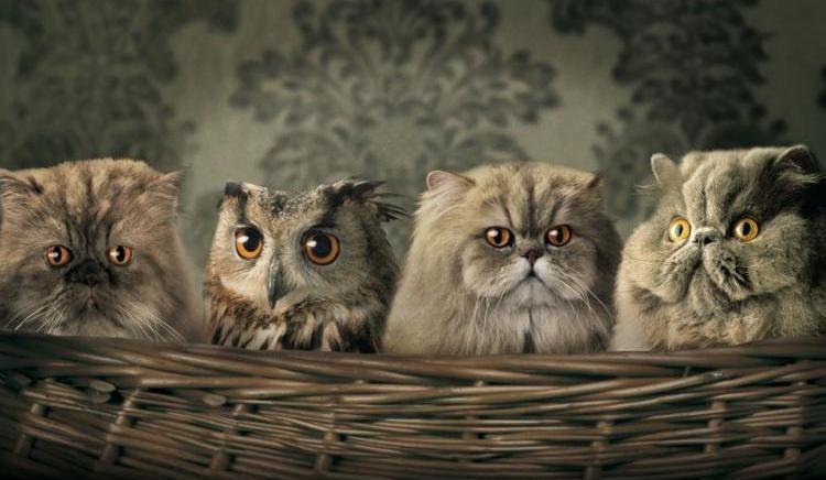 Семейка - сова, корзина, коты - оригинал