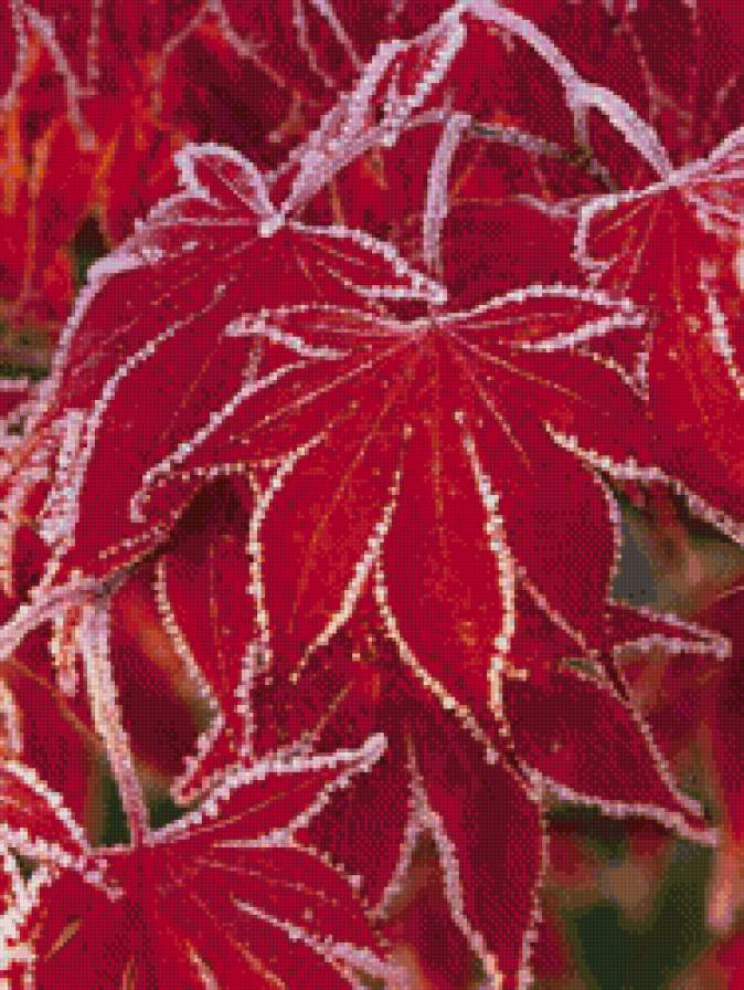 Заморозки - листья, зима, иней - предпросмотр