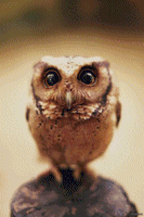 Совенок - предпросмотр
