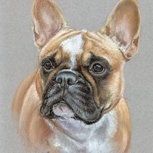 Схема вышивки «бульдог»