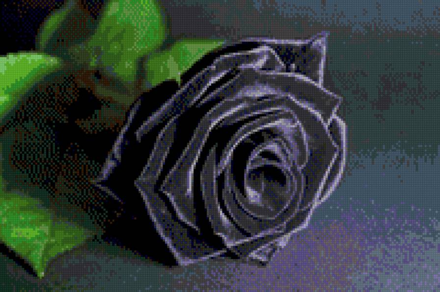 роза - цветы, роза - предпросмотр