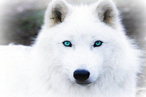 Белая волчица - волчица - оригинал