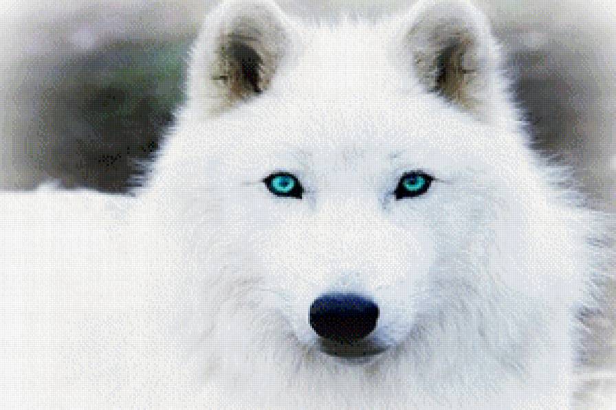 Белая волчица - волчица - предпросмотр