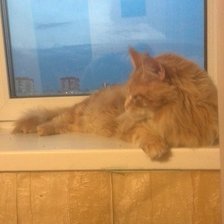 Схема вышивки «Рыжуля»