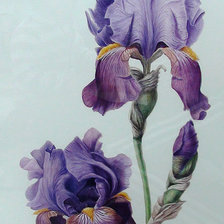 Pure iris