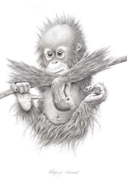 чичи - оригинал