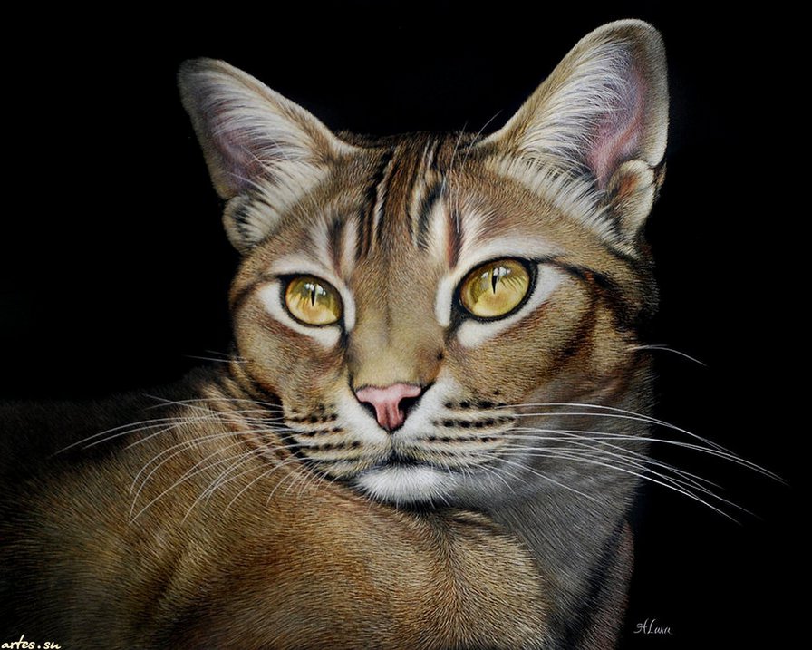 кошки - оригинал