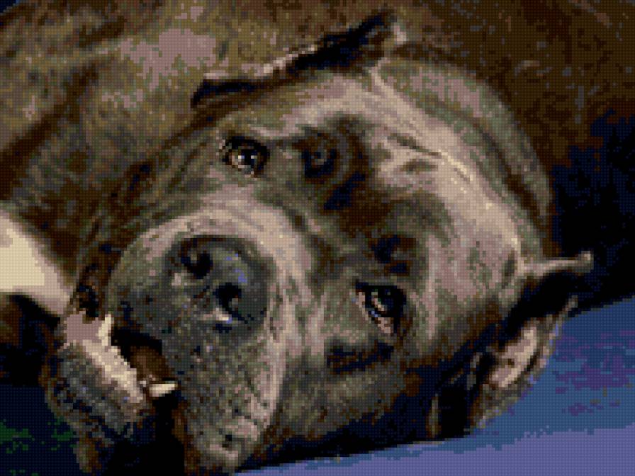 кане-корсо - предпросмотр