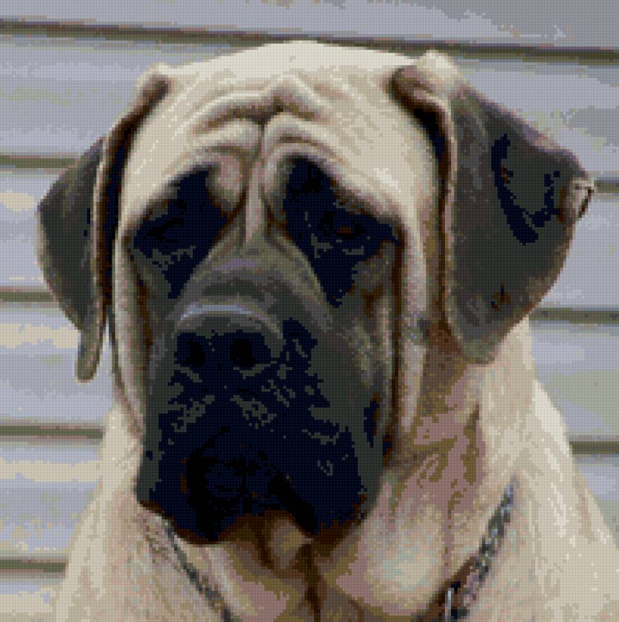 мастиф - предпросмотр