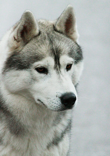 Хаски - оригинал