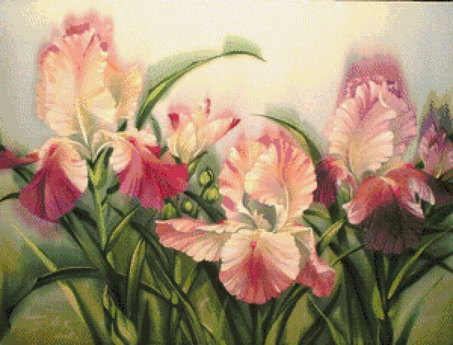 Цветы - ирисы, красота, цветы - предпросмотр